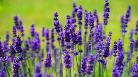 Para ahli aroma terapi merekomendasikan aroma lavender yang harum dan menyejukkan suasana hati.. (Pixabay.com/Hans)