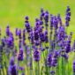 Para ahli aroma terapi merekomendasikan aroma lavender yang harum dan menyejukkan suasana hati.. (Pixabay.com/Hans)
