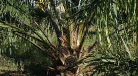 Dana untuk program Peremajaan Sawit Rakyat (PSR) atau replanting dari Rp30 juta ditingkatkan menjadi Rp60 juta per kebun. (Pixabay.com/sarangib)

