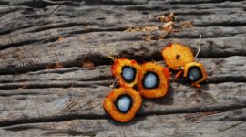 PTPN IV Regional III mengapalkan untuk ekspor sebanyak 14.499.067 ton minyak sawit mentah atau crude palm oil (CPO). (Pixabay.com/Orientierungslust)