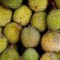 Tiongkok Resmi Buka Akses Ekspor Durian Beku Indonesia. (Pixabay.com/ignartonosbg)